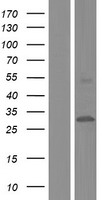 CYB561 Human Over-expression Lysate