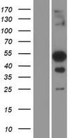 TFEC Human Over-expression Lysate