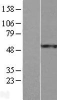 RPS15A Human Over-expression Lysate