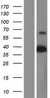 PON2 Human Over-expression Lysate