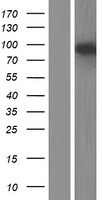 GCOM1 Human Over-expression Lysate