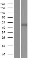 MARVELD3 Human Over-expression Lysate