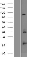 RPS23 Human Over-expression Lysate