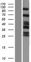 SH3KBP1 Human Over-expression Lysate