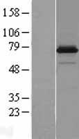 Neuropilin 1 (NRP1) Human Over-expression Lysate