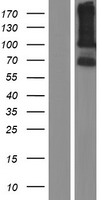 LRRC66 Human Over-expression Lysate