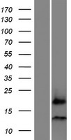 LINC02903 Human Over-expression Lysate