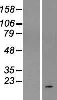 C1orf227 (SPATA45) Human Over-expression Lysate