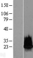 H2BC18 Human Over-expression Lysate