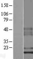 C1orf53 Human Over-expression Lysate