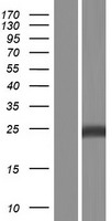 SOD2 Human Over-expression Lysate