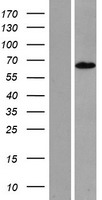 RTL5 Human Over-expression Lysate