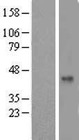TAF5L Human Over-expression Lysate