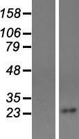 TSPAN4 Human Over-expression Lysate