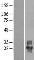 TSPAN4 Human Over-expression Lysate