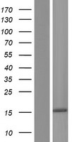 NANOS2 Human Over-expression Lysate