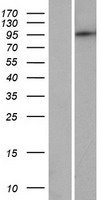 PDE8B Human Over-expression Lysate