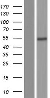 CCM2 Human Over-expression Lysate