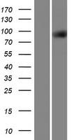 TTLL3 Human Over-expression Lysate