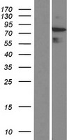 Rho GTPase activating protein 24 (ARHGAP24) Human Over-expression Lysate