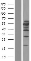 CUG BP1 (CELF1) Human Over-expression Lysate