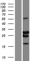 SPAG16 Human Over-expression Lysate