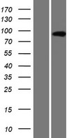 AMPD3 Human Over-expression Lysate