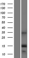 IFITM5 Human Over-expression Lysate