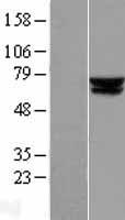 ACADVL Human Over-expression Lysate