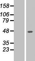VEGFA Human Over-expression Lysate