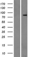 MIRO1 (RHOT1) Human Over-expression Lysate