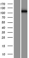 PHF12 Human Over-expression Lysate