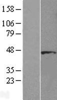 DNAAF4 Human Over-expression Lysate