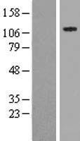 SPECC1 Human Over-expression Lysate