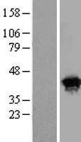 HSPC142 (BABAM1) Human Over-expression Lysate