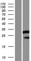 SERINC4 Human Over-expression Lysate