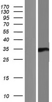 Neugrin (NGRN) Human Over-expression Lysate