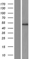 l-Myc (MYCL) Human Over-expression Lysate