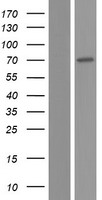 Membralin (TMEM259) Human Over-expression Lysate