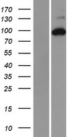 RRM1 Human Over-expression Lysate