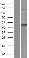 MST3 (STK24) Human Over-expression Lysate