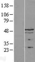 LAP2 (TMPO) Human Over-expression Lysate