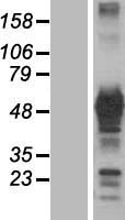 GRB7 Human Over-expression Lysate