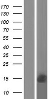 MPS1 (RPS27) Human Over-expression Lysate