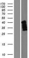 C5orf45 (MRNIP) Human Over-expression Lysate