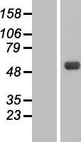 CSNK1G3 Human Over-expression Lysate