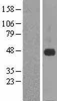 CRELD1 Human Over-expression Lysate