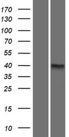 CCDC90A (MCUR1) Human Over-expression Lysate
