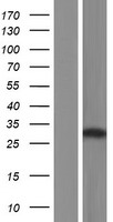 VPS26 (VPS26A) Human Over-expression Lysate