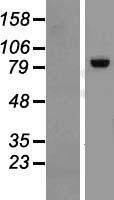 RGL3 Human Over-expression Lysate